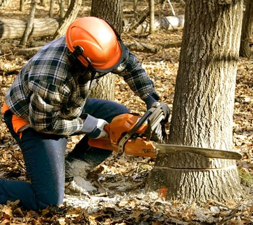 Tree Removal in Chamois, MO